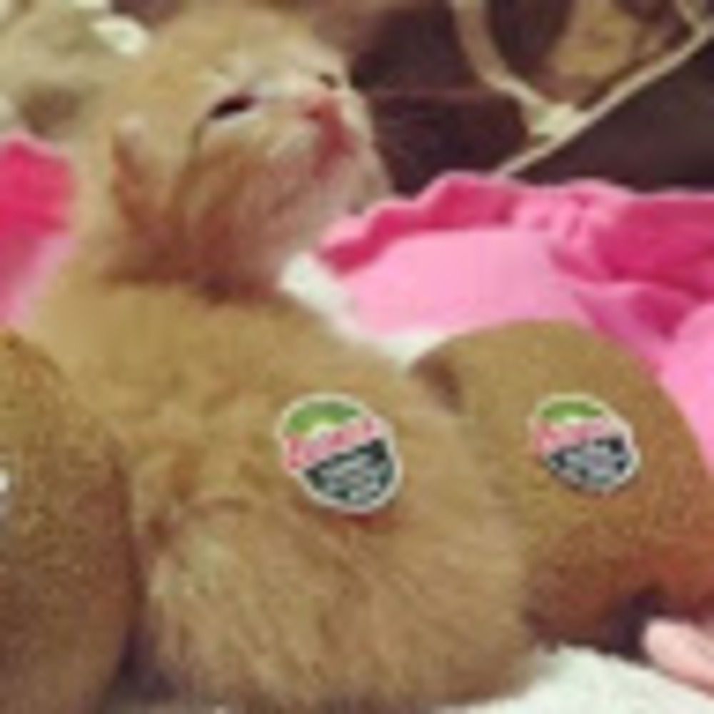 Meet your Posher, Gina